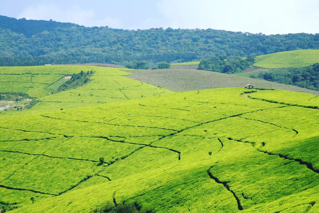TEZA Tea plantation